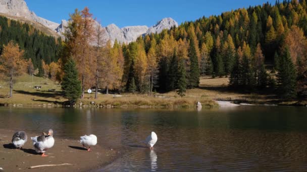 Geese Flock Autumn Alpine Mountain Pond Far San Pellegrino Pass — ストック動画