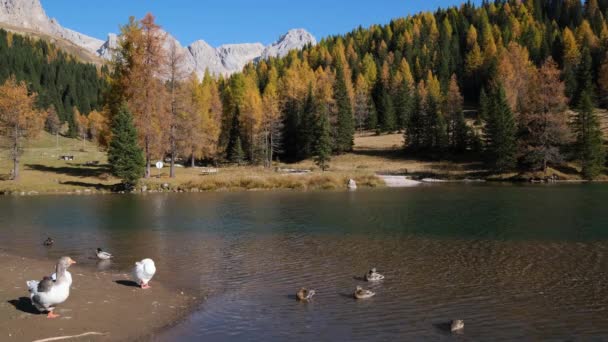 Gänse Schwärmen Auf Dem Herbstlichen Gebirgsteich Unweit Des San Pellegrino — Stockvideo
