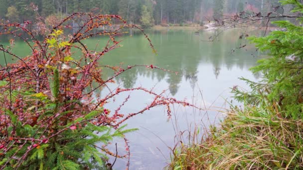 Red Barberry Bush Buurt Van Alpine Herfst Regenachtige Meer Hintersee — Stockvideo