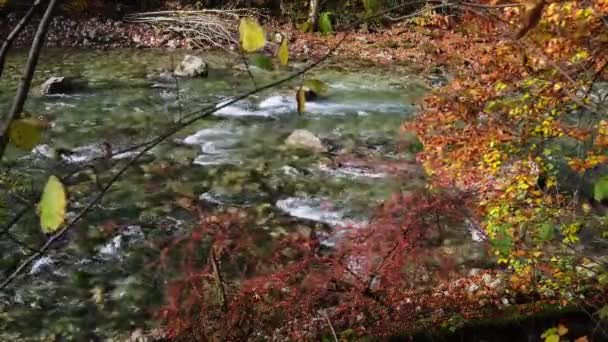 高山の急流の近くに秋の赤いバーベリーブッシュと黄色のブナ小枝 絵のような旅 四季折々の自然美のコンセプト背景シーン — ストック動画