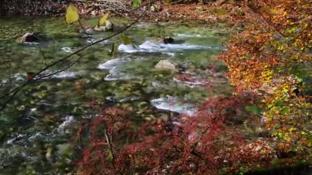Höstens Röda Bärbuske Och Gul Bokkvist Nära Alpin Forsande Flod — Stockvideo