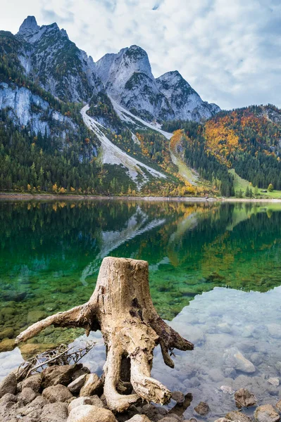 Pahýly Stromů Odlesnění Poblíž Jezera Gosauseen Nebo Vorderer Gosausee Horním — Stock fotografie