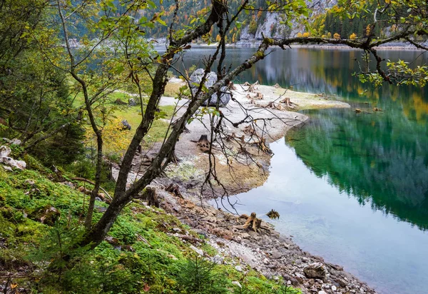 Troncos Árvores Após Desmatamento Perto Lago Gosauseen Vorderer Gosausee Alta — Fotografia de Stock