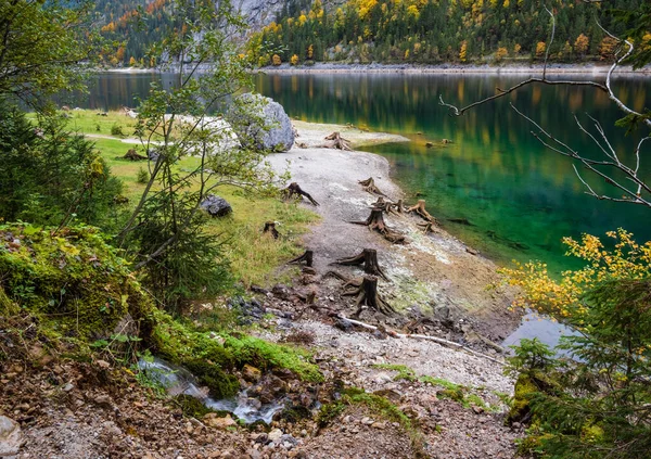 Boomstronken Ontbossing Bij Gosauseen Vorderer Gosausee Opper Oostenrijk Kleurrijk Herfstalpine — Stockfoto