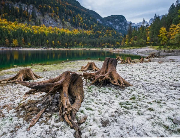 Souches Arbres Après Déforestation Près Gosauseen Automne Vorderer Gosausee Lac — Photo