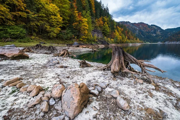 森林伐採後の木の切り株は オーストリア北部のゴソーゼ湖 英語版 やボーダー ゴソーゼ湖に近い 透明な水と反射を持つ山の湖のカラフルな秋の高山の景色 — ストック写真