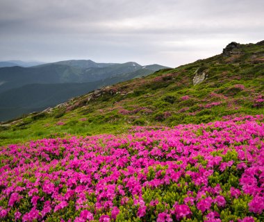 Yaz dağ sırtı, Karpatlar, Chornohora, Ukrayna 'da pembe gül rhododendron çiçekleri.