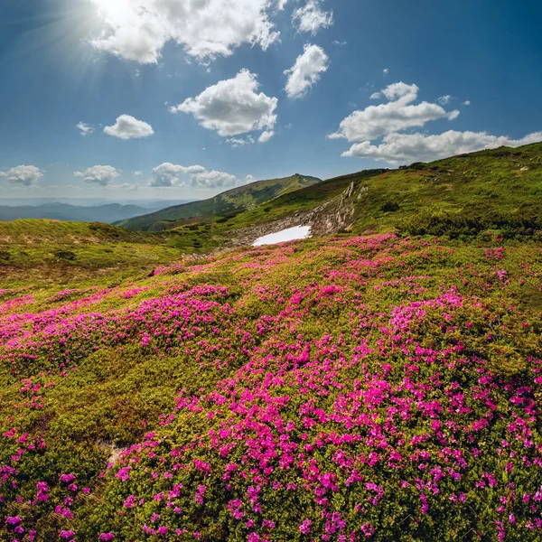 夏の日当たりの良いカルパチア山脈の開花斜面 シャクナゲの花 チョルノホラ ウクライナ — ストック写真