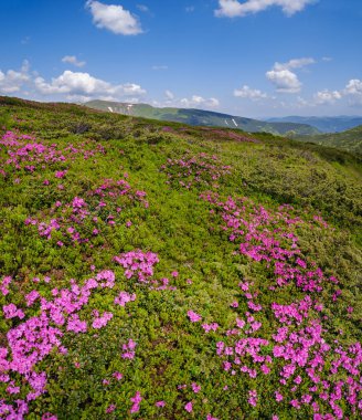 Karpat Dağları, Chornohora, Ukrayna 'nın verimli yamaçları (rhododendron çiçekleri). Yaz.
