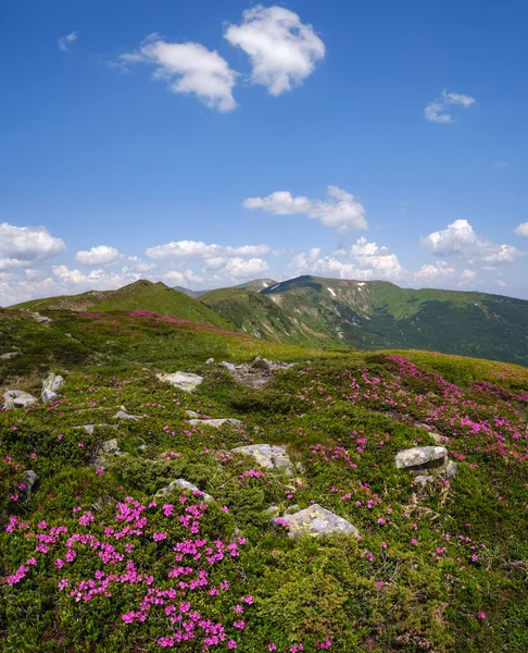 Encostas Floridas Flores Rododendros Das Montanhas Dos Cárpatos Chornohora Ucrânia — Fotografia de Stock