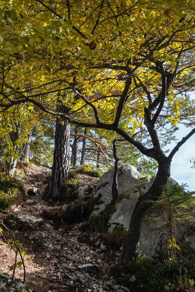 Spokojny Jesienny Las Górski Alpy Jezioro Traunsee Oddali Szczytu Skalnego — Zdjęcie stockowe