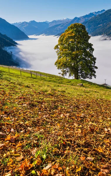 艳丽的田园诗般的秋天高山风景 奥地利萨尔茨堡州 从Dorfgastein到Paarseen湖的远足小径上 清澈的雾蒙蒙的阿尔卑斯山和孤独的大树景 — 图库照片