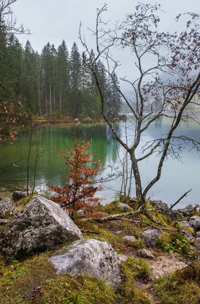 Lac Automne Alpin Montagne Hintersee Parc National Berchtesgaden Deutschland Alpes — Photo