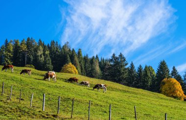 Dağlık yamaçlarda huzurlu bir sonbahar sabahı otlağı ve Avusturya Dorfgastein yakınlarındaki yürüyüş yolundan gelen inek sürüsü..
