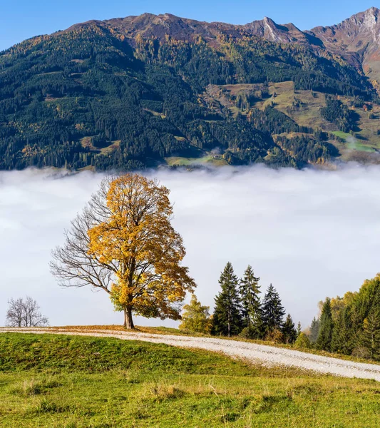 Mglisty Jesienny Poranek Góry Duży Samotny Widok Drzewo Ścieżki Turystycznej — Zdjęcie stockowe