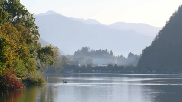 穏やかな秋のアルプスの山の湖で白鳥のペア ヘイジーモーニング Wolfgangsee湖の景色 聖ヴォルフガング ザルツカンマーグート 上オーストリア — ストック動画