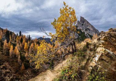 Renkli sonbahar Dolomitleri kayalık dağ manzarası, Sudtirol, İtalya. Falzarego Geçidi 'nden huzurlu bir manzara. Resimli seyahat, mevsimsel, doğa ve kırsal güzellik konsepti.