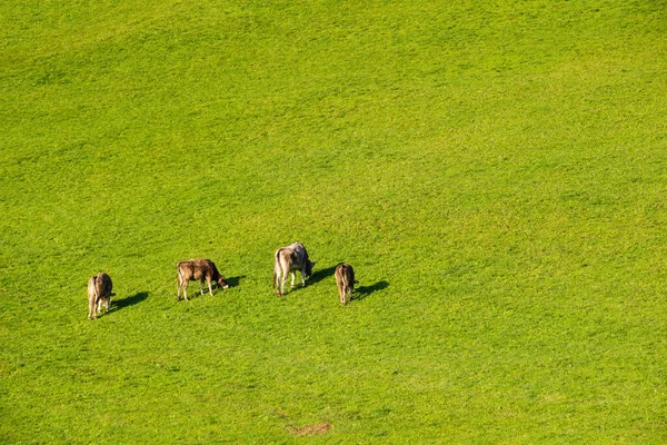 Spokojne Jesienne Pastwisko Zboczu Alp Stado Krów — Zdjęcie stockowe