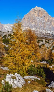 Güneşli resimli sonbahar dağları Dolomitler, Giau Geçidi 'nden Cinque Torri' ye (Beş Sütun veya Kule) kaya ünlü oluşumu, Sudtirol, İtalya.
