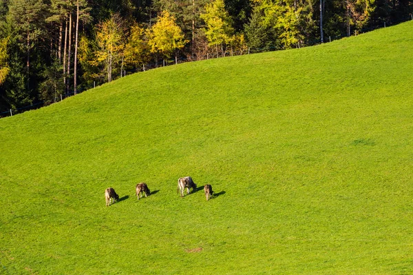 Peaceful Autumn Evening Pasture Alps Mountain Slope Forest View Cow — Stock Photo, Image