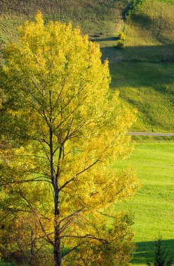 Sonbahar kırsal çimenli tepeler ve önünde büyük renkli ağaçlar. Resimli mevsimsel, doğa ve kırsal güzellik kavramı.