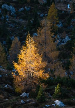 Sonbahar karaçam ağaçları ilk sabahta karanlık bir yamaçta, karanlık bir tepede. Dağlık Alp dağları yürüyüş yolunun manzarası. Resimli seyahat, yürüyüş, mevsimlik ve doğa güzelliği konsepti.