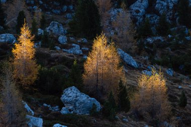Sonbahar karaçam ağaçları ilk sabahta karanlık bir yamaçta, karanlık bir tepede. Dağlık Alp dağları yürüyüş yolunun manzarası. Resimli seyahat, yürüyüş, mevsimlik ve doğa güzelliği konsepti.