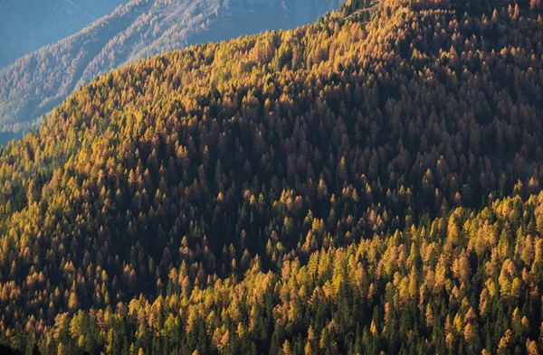 Outono Ensolarado Colorido Alpino Montanha Larício Abeto Floresta Cena Viagens — Fotografia de Stock