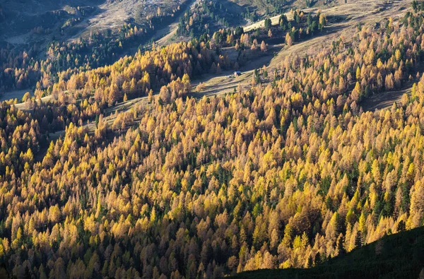 Slunečné Barevné Podzimní Alpské Horské Modříny Jedlové Lesní Scény Malebné — Stock fotografie