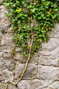 Eski ortaçağ taş duvarı, terk edilmiş yerleşim yerlerinde, her daim yeşil olan sarmaşık bitkisine tırmanıyor. Doku bitkisi ya da eski mimari arka plan kadar iyi..