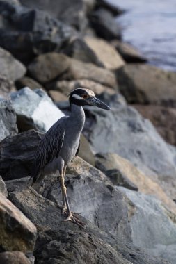 Sarı taçlı gece balıkçıllar (Nyctanassa violacea)