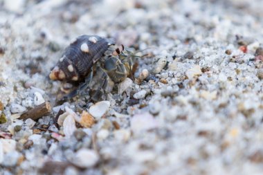 tropikal Yalnızcıl Yengeç