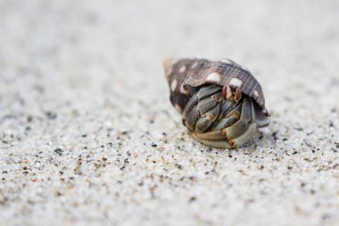 Sahilde keşiş yengeci 