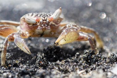 Boynuzlu hayalet yengeç veya kum Yengeç