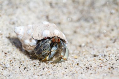 tropikal Yalnızcıl Yengeç