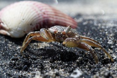 Boynuzlu hayalet yengeç veya kum Yengeç