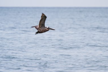 Uçuş kahverengi Pelikan 
