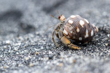 tropikal Yalnızcıl Yengeç