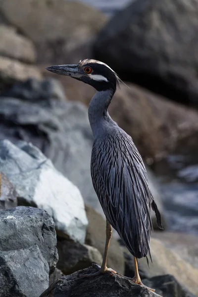 Sarı taçlı gece balıkçıllar (Nyctanassa violacea)