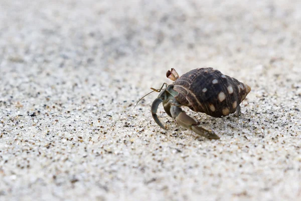 Eremit krabbe på stranden - Stock-foto
