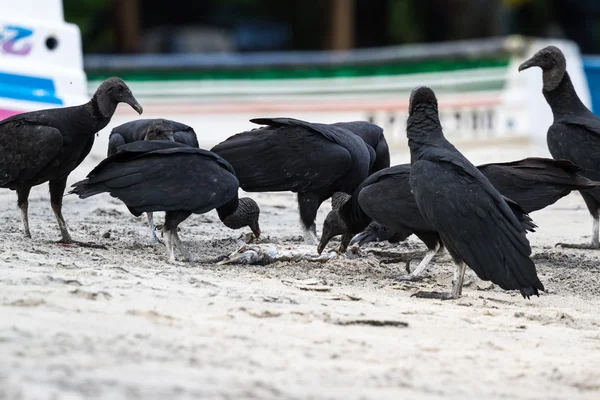 Buitres en la playa — Foto de Stock