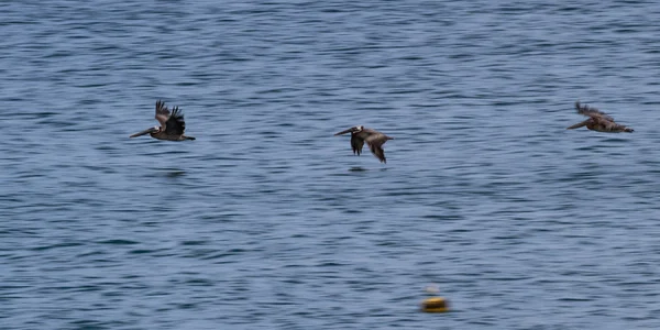 Pelicani in volo — Foto Stock