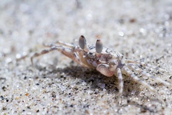 Caranguejo fantasma com chifres ou caranguejo de areia — Fotografia de Stock