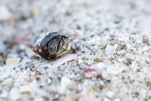 Tropical hermit crab — Stock Photo, Image
