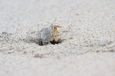 boynuzlu hayalet yengeci