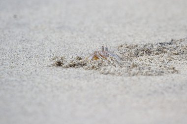 boynuzlu hayalet yengeci