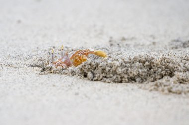 boynuzlu hayalet yengeci