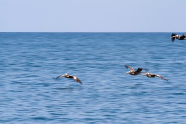 kahverengi Pelikan kadrosu uçuş 