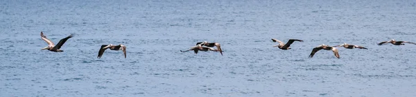 Pelikan brunatny squad w locie — Zdjęcie stockowe