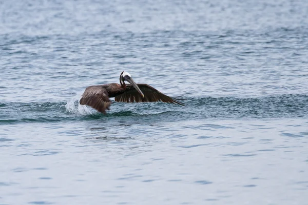 Pelikan brunatny startu — Zdjęcie stockowe